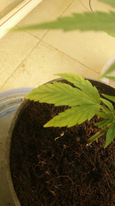 First Grow! I Need Help