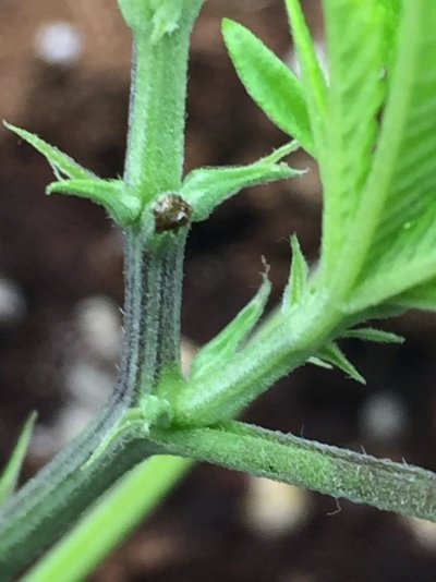 are-my-week-old-clones-flowering-already-under-186.jpg