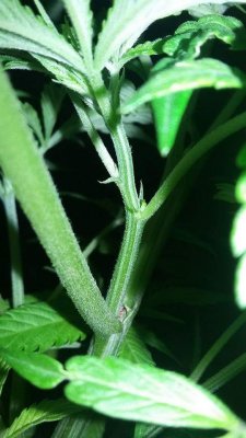 Is It Flowering