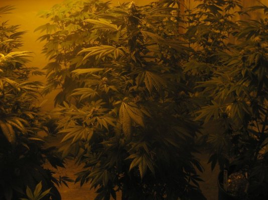 Land Shark: From Blackfoot Genetics, First Looks @4wks