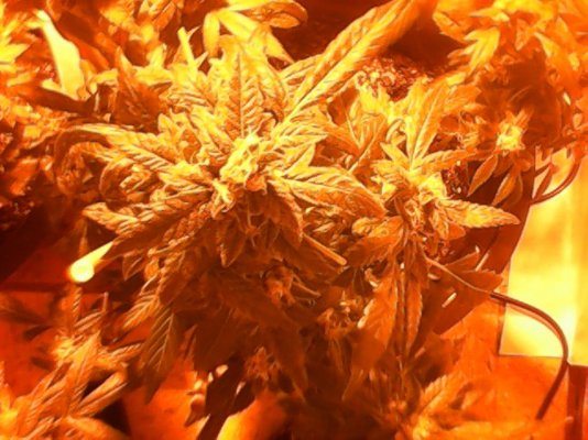 show-your-herb.jpg