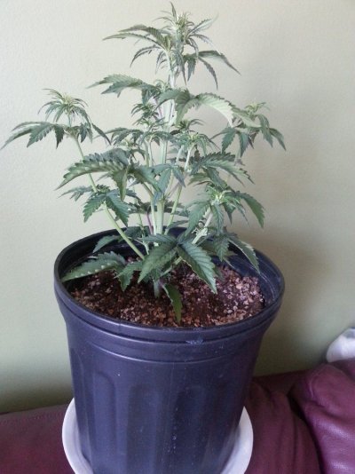 Nk's Winter Breeding Project