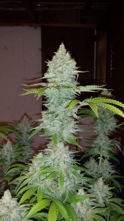 CO Bud Shots