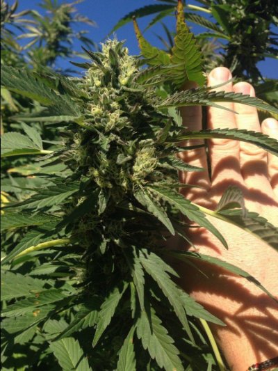 Outdoor Pot Porn?
