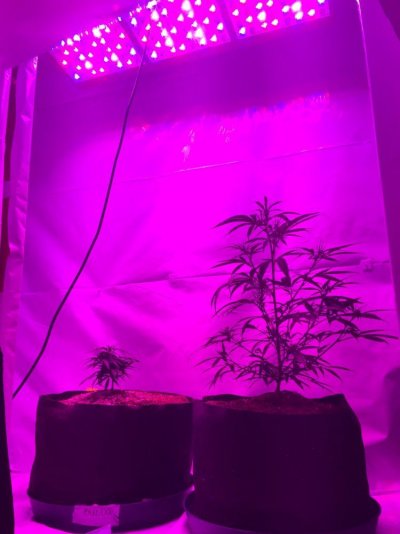 Pre 98 Bubba Kush & Afghani *led Grow*