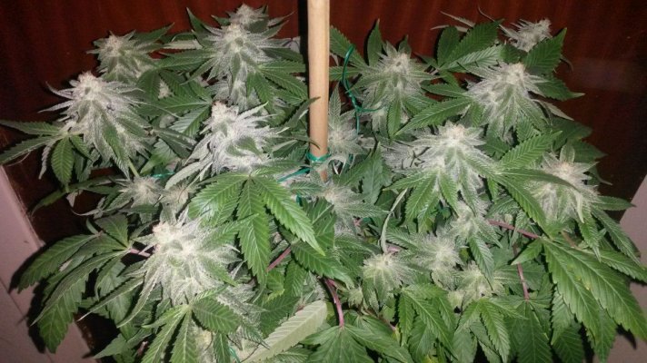 Gorilla Glue#4
