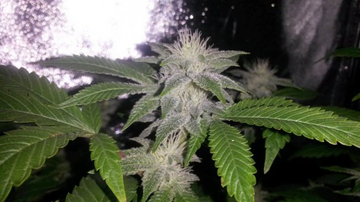 Gorilla Glue#4