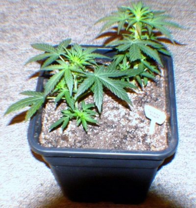 White Widow, Mi5, Kush Kong & More...