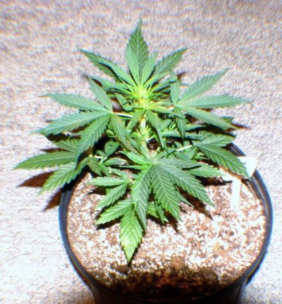 White Widow, Mi5, Kush Kong & More...