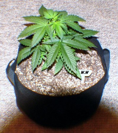 White Widow, Mi5, Kush Kong & More...