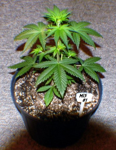 White Widow, Mi5, Kush Kong & More...