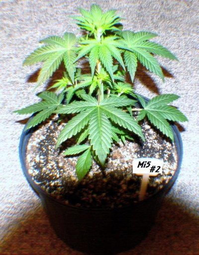 White Widow, Mi5, Kush Kong & More...