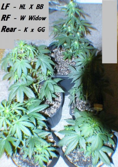 White Widow, Mi5, Kush Kong & More...