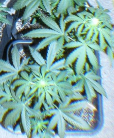 White Widow, Mi5, Kush Kong & More...