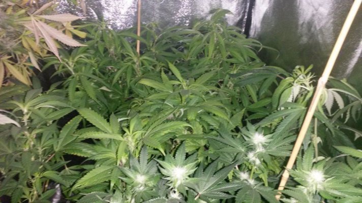 Has Anybody Here Grown Cherry Pie?