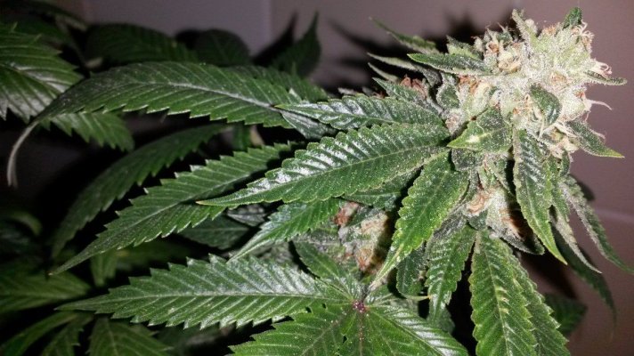 Show Your Herb
