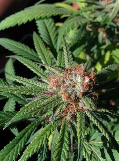 Kens Gdp Revival By Malamus