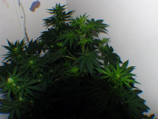 Nk's Winter Breeding Project