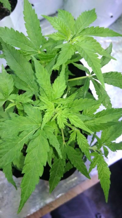 Living And Learning In Oregon