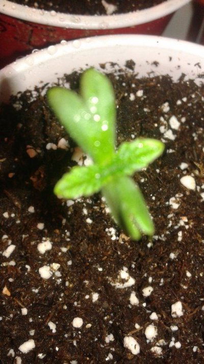 Orange Peeling. Tangerine Kush.dna Genetics  . Ect.. Indoor