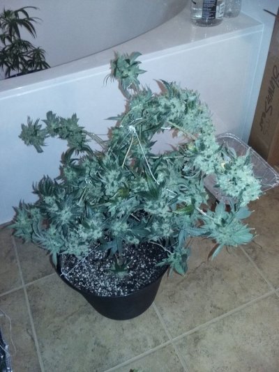 20160322_162355.jpg