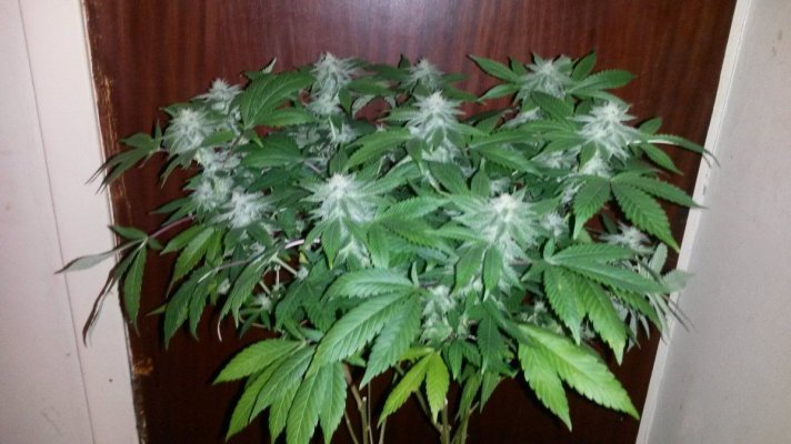 Gorilla Glue#4