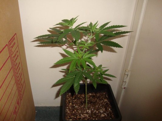 Cbdemon Grow 2016