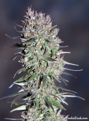 Doobieduck's Fine Cannabis Flowers