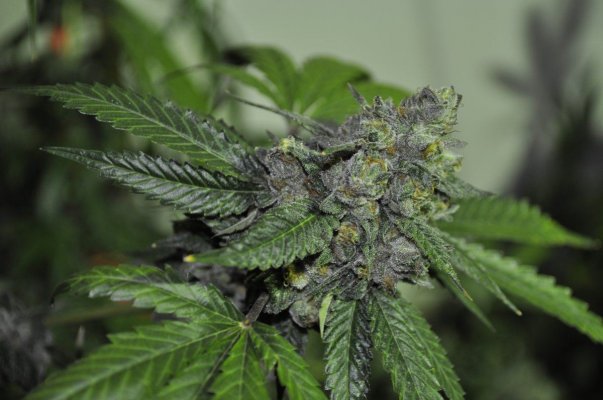Old Family Kush