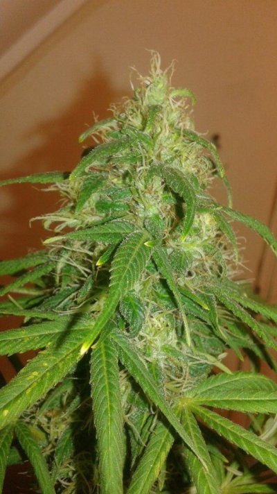 Orange Peeling. Tangerine Kush.dna Genetics  . Ect.. Indoor
