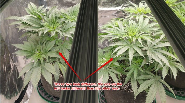 First Grow/led/coco/pics