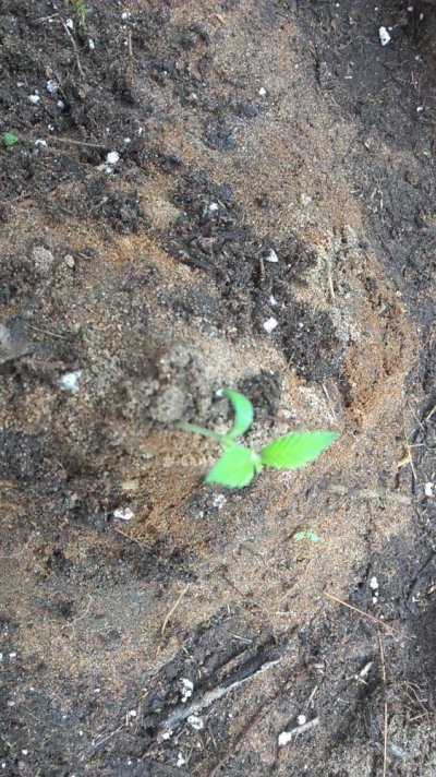 seed (8).jpg