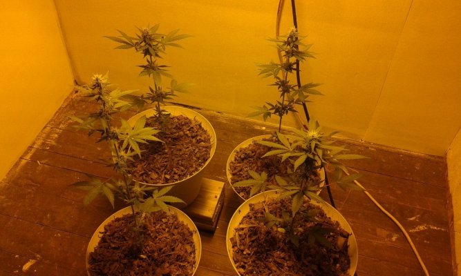 Organic Soil Recycle Blend