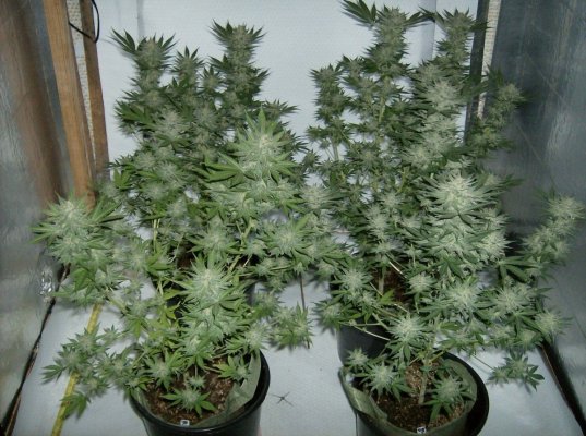 SSDD x W 57 days of flower.jpg