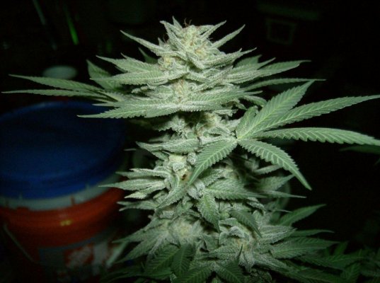 SSDD x W_4 57 days of flower-12.jpg