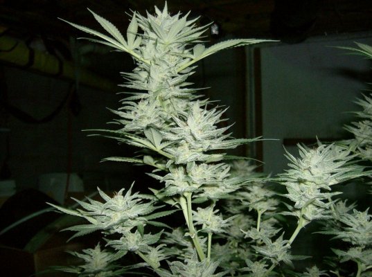 SSDD x W_4 57 days of flower-9.jpg