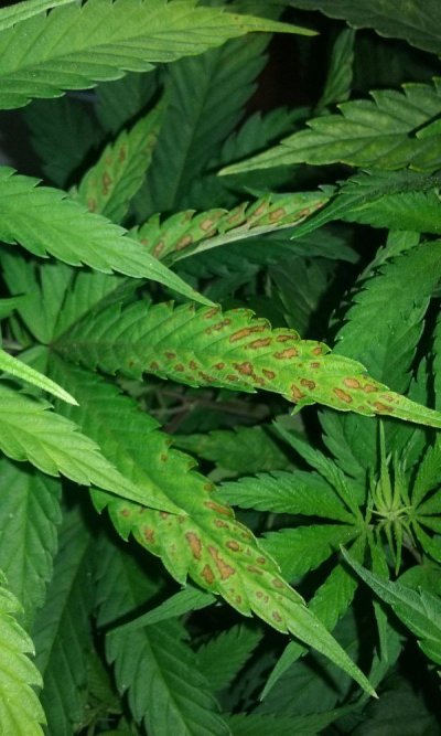 Deficiency?