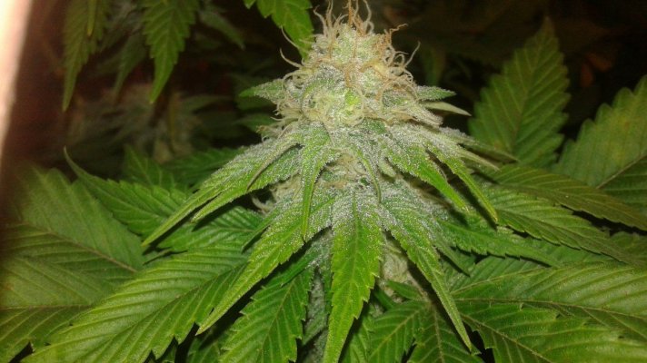 Orange Peeling. Tangerine Kush.dna Genetics  . Ect.. Indoor