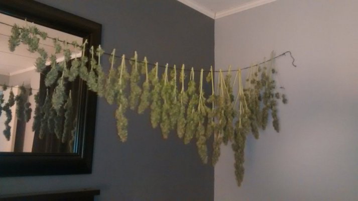 Nirvana Bubblicious Autoflower