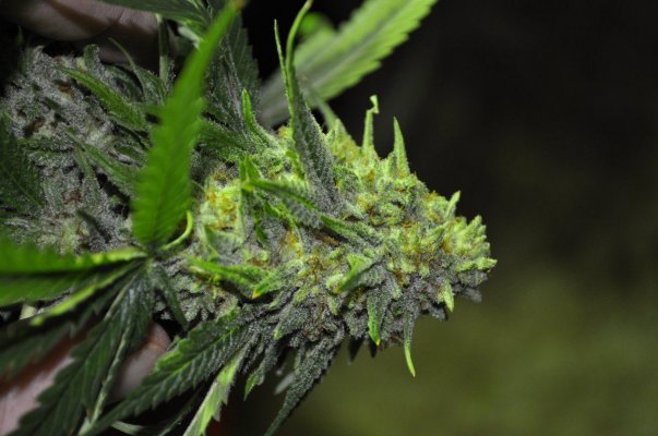 Alaskinds Oregrow