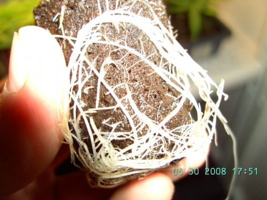 root1.JPG