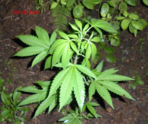 elites-double-sfv-og-kush-bx-1-5.jpg