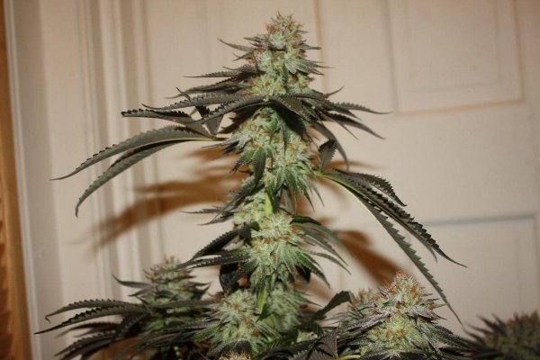 white-bubba-#2,-7.jpg