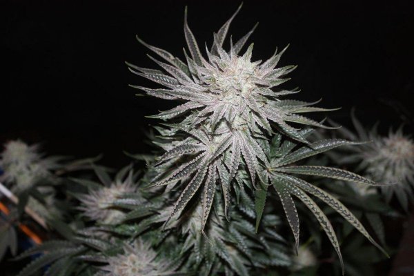 White Bubba #4, 2.jpg