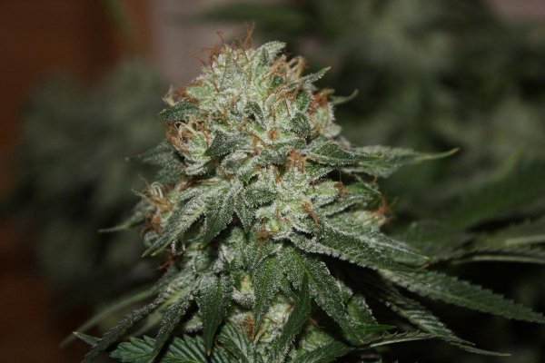 White Bubba #6, 2.jpg