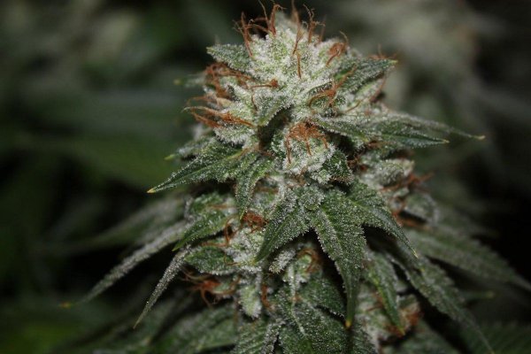 White Bubba #6, 4.jpg