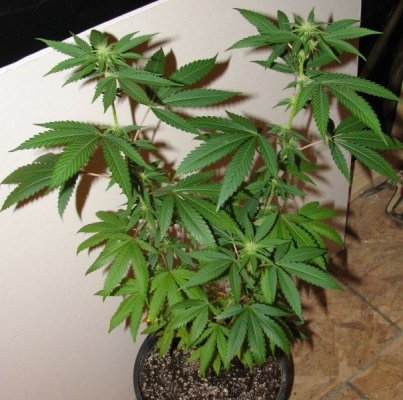 strawdog flower plt3 2wks [800x600].jpg