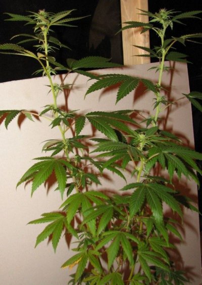 strawdog flower plt4 2wks [800x600].jpg