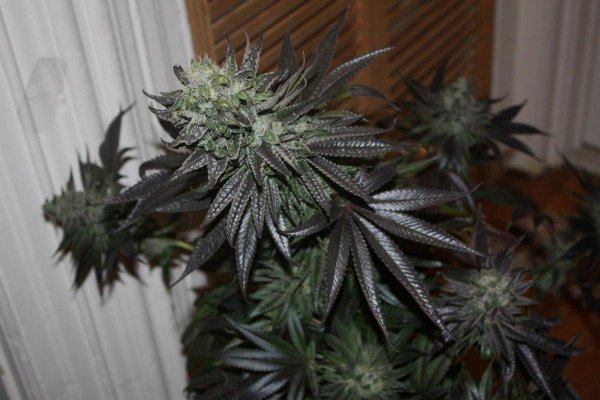 White x Bubba #2, 3.jpg