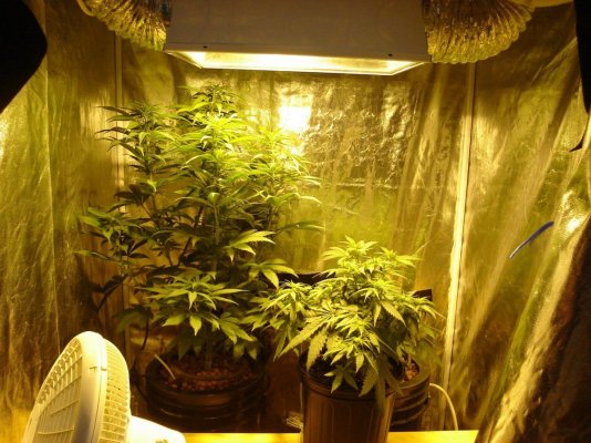 RD's winter DWC grow